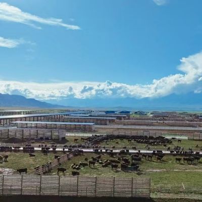 Ocynkowana stalowa obora dla bydła mlecznego i mięsnego, żywotność 20+ lat