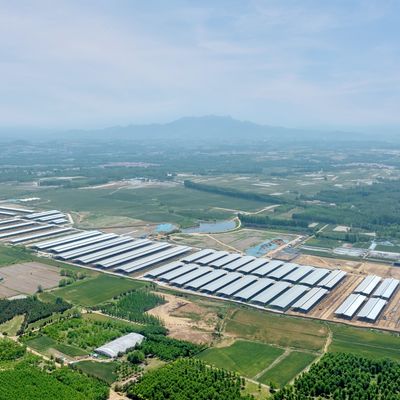 Projekt Dostawa Nowoczesna Stalowa Konstrukcja Obory Metalowa Wiata dla Bydła z Systemem Wentylacji